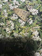 Agrotis infusa