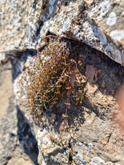 Galium leptogonium