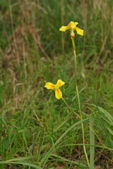 Moraea spathulata