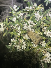 Agrotis infusa