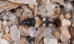 Macropternella inermis