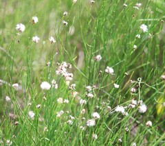 Chloracantha spinosa