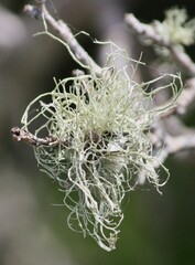 Ramalina stenospora