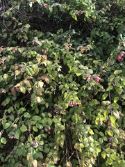 Symphoricarpos orbiculatus