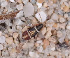 Macropternella inermis