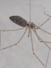 Holocnemus hispanicus