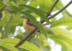 Prinia socialis