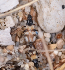 Macropternella inermis