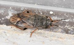 Megalonotus sabulicola