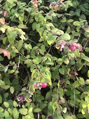 Symphoricarpos orbiculatus