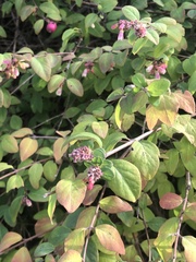 Symphoricarpos orbiculatus