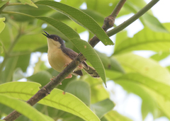 Prinia socialis
