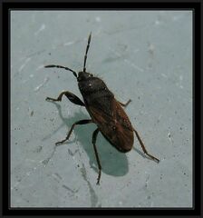 Megalonotus sabulicola