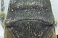 Megalonotus sabulicola