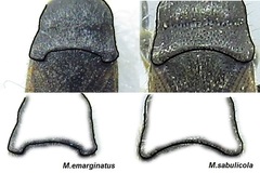 Megalonotus sabulicola