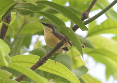Prinia socialis