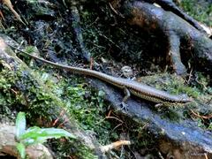 Sphenomorphus incognitus