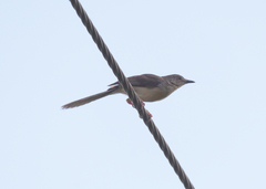Prinia sylvatica