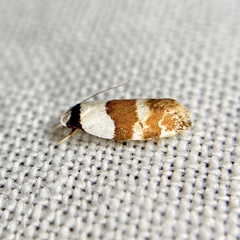 Euphiltra eroticella