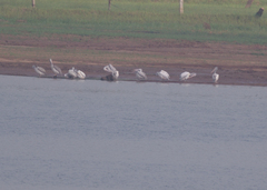 Pelecanus philippensis