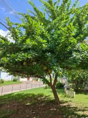 Crescentia cujete