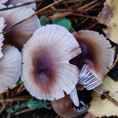 Mycena zephirus