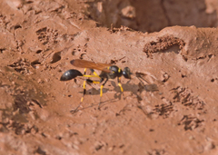 Sceliphron madraspatanum