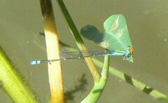 Pseudagrion rubriceps