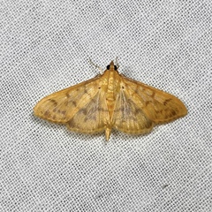 Patania balteata