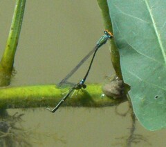 Pseudagrion rubriceps