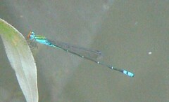 Pseudagrion rubriceps
