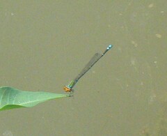 Pseudagrion rubriceps