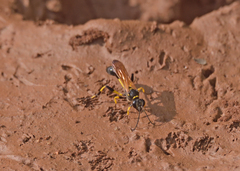 Sceliphron madraspatanum