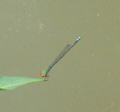 Pseudagrion rubriceps