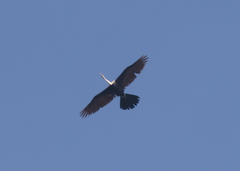 Anhinga melanogaster