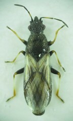 Metopoplax origani