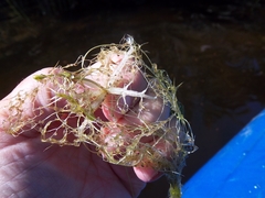 Utricularia radiata