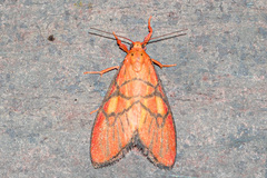 Ammatho callida