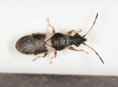 Microplax albofasciata