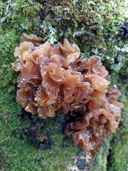 Phaeotremella frondosa