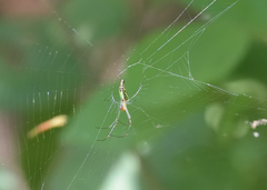 Leucauge decorata