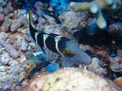 Canthigaster valentini