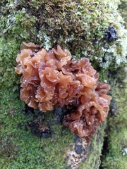 Phaeotremella frondosa