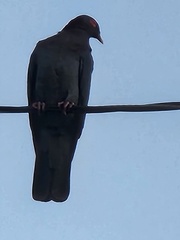 Patagioenas squamosa