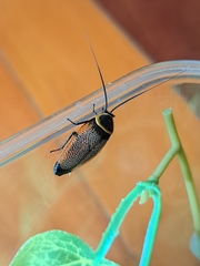 Ellipsidion notabile