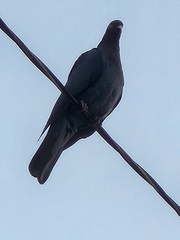 Patagioenas squamosa