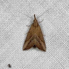 Hypena obacerralis