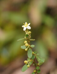 Asterolasia asteriscophora albiflora