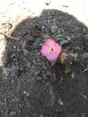 Oenothera deserticola