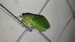 Cystosoma saundersii